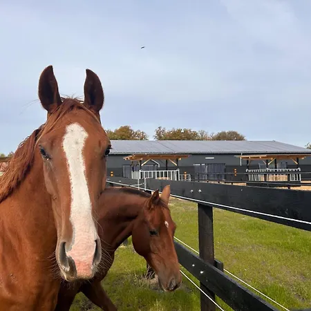 Auf Dem Pferdehof Am Gestuetsweg Alt Krenzlin